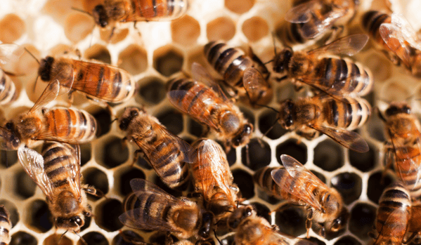 Abejas obreras sobre un panal lleno de miel
