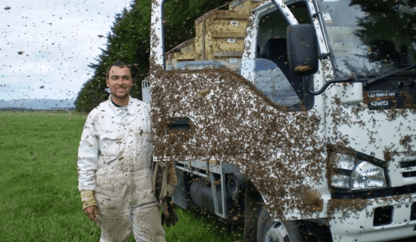 Abejas caminando sobre la puerta de un camión en dónde se encontraban muchas reinas virgenes