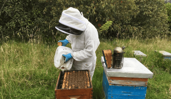 Apicultor trabajando con abejas Africanizadas