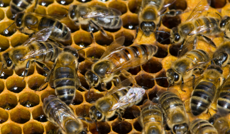 Abeja reina sobre cuadro de cría