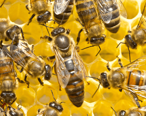Reina de Apis mellifera sobre un panal