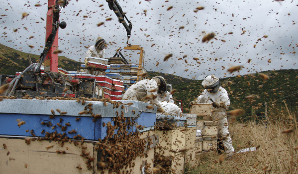 Apicultores trabajando en las colmenas con muchas abejas alrededor