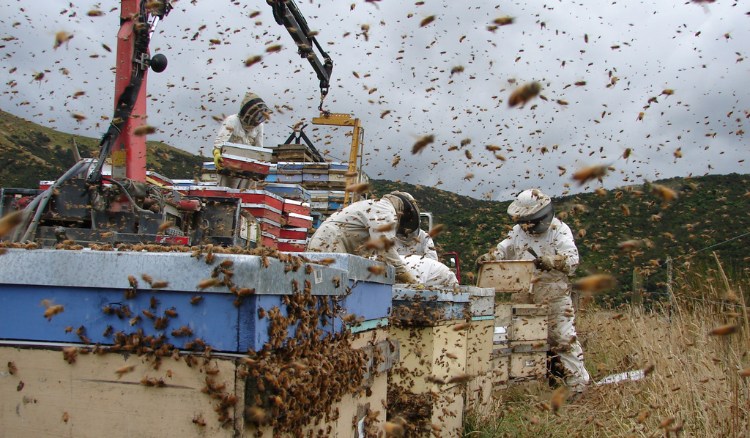 Apicultores trabajando en las colmenas con muchas abejas alrededor