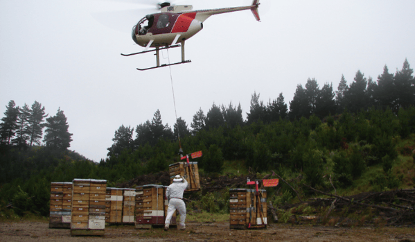 Transporte de colmenas de abejas con helicoptero para la producción de miel de Manuka