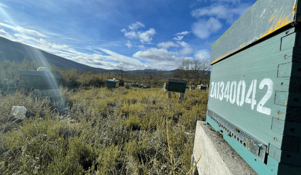 Apicultura de montaña en España