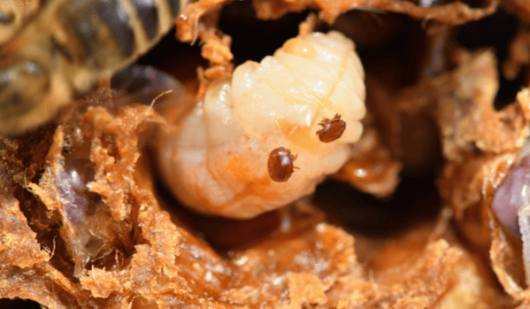Larva de abeja obrera fuera de su celda con ácaros Varroa sobre ella