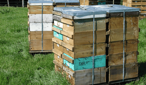 Apiario con muchas colmenas en el campo