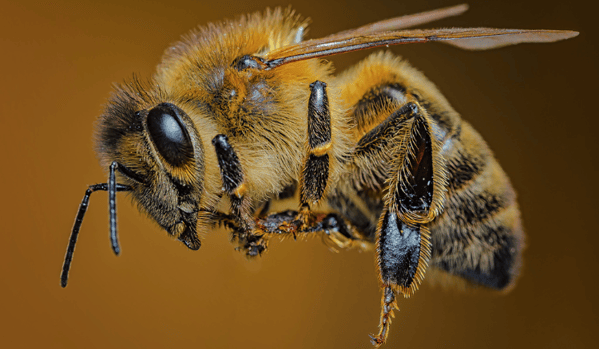 Abeja Apis mellifera volando