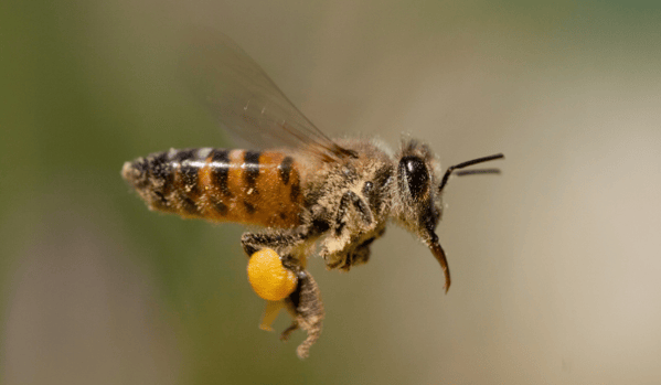 Abeja africanizada cargando polen en sus patas
