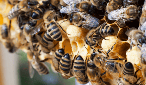 Abejas obreras sobre un panal de cría