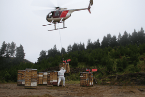 Transporte de colmenas con helicoptero en la apicultura en Nueva Zelanda