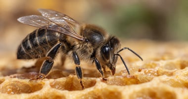 Abeja negra ibérica (Apis mellifera iberiensis) sobre un panal.