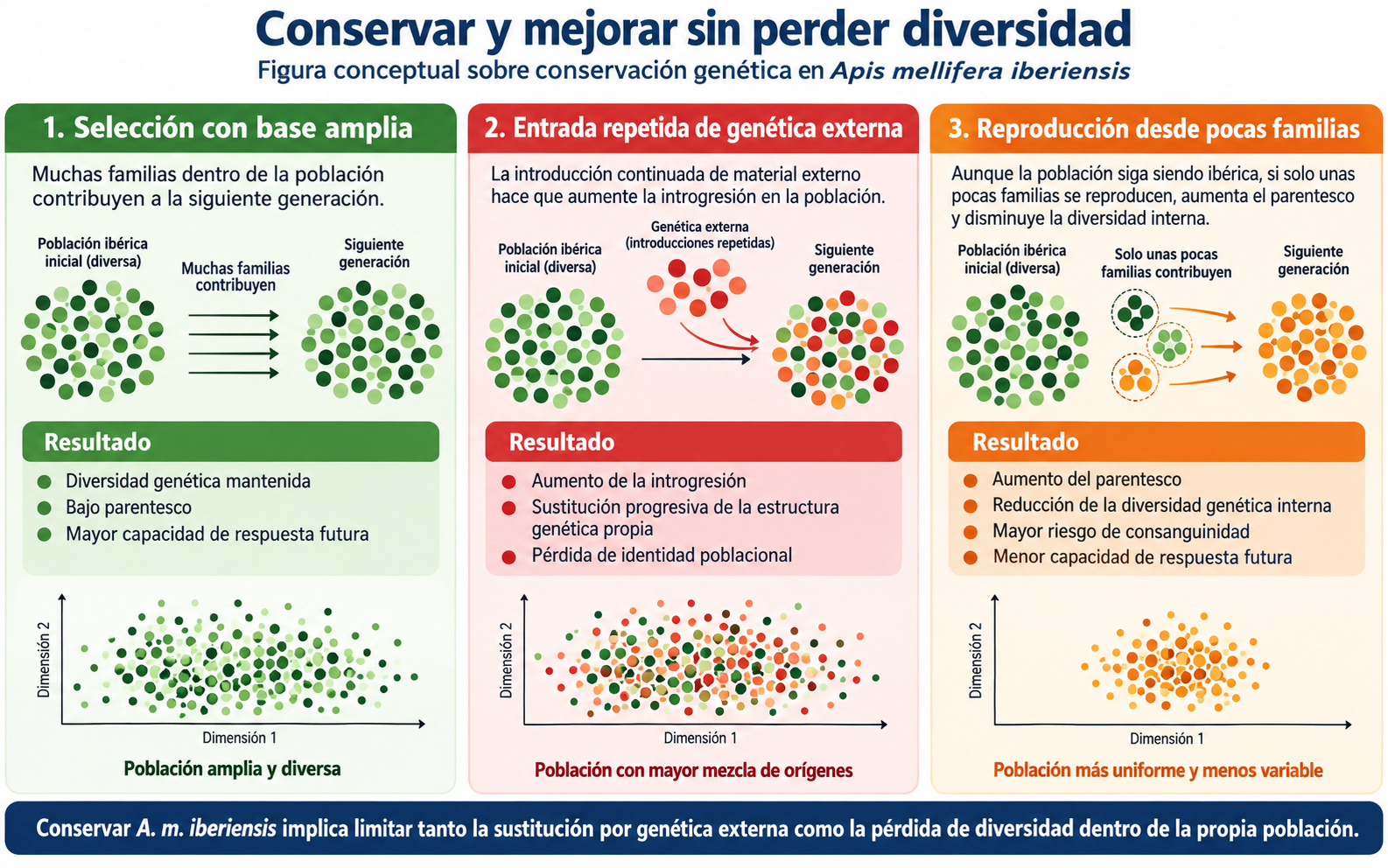 Figura conceptual sobre conservación genética de la abeja ibérica: selección con base amplia, introgresión por genética externa y pérdida de diversidad por reproducción desde pocas familias.