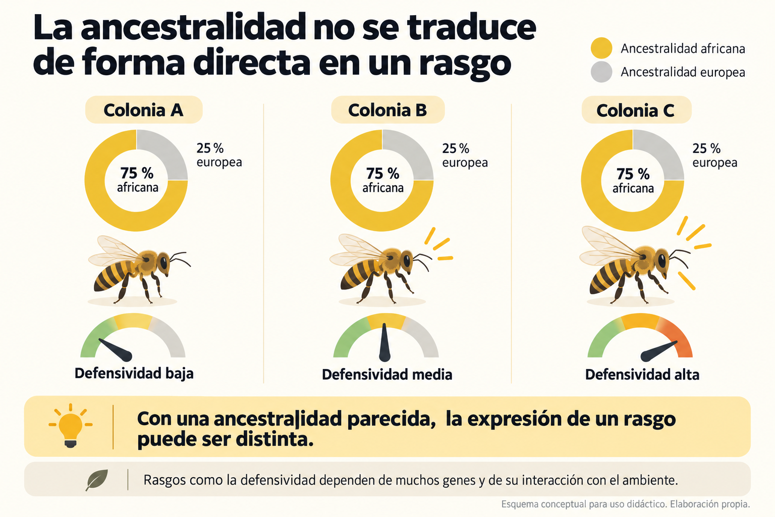 Esquema que muestra que colonias con diferente ancestralidad africana pueden presentar niveles distintos de defensividad, por lo que la ancestralidad no basta para explicar el comportamiento defensivo de una colonia.