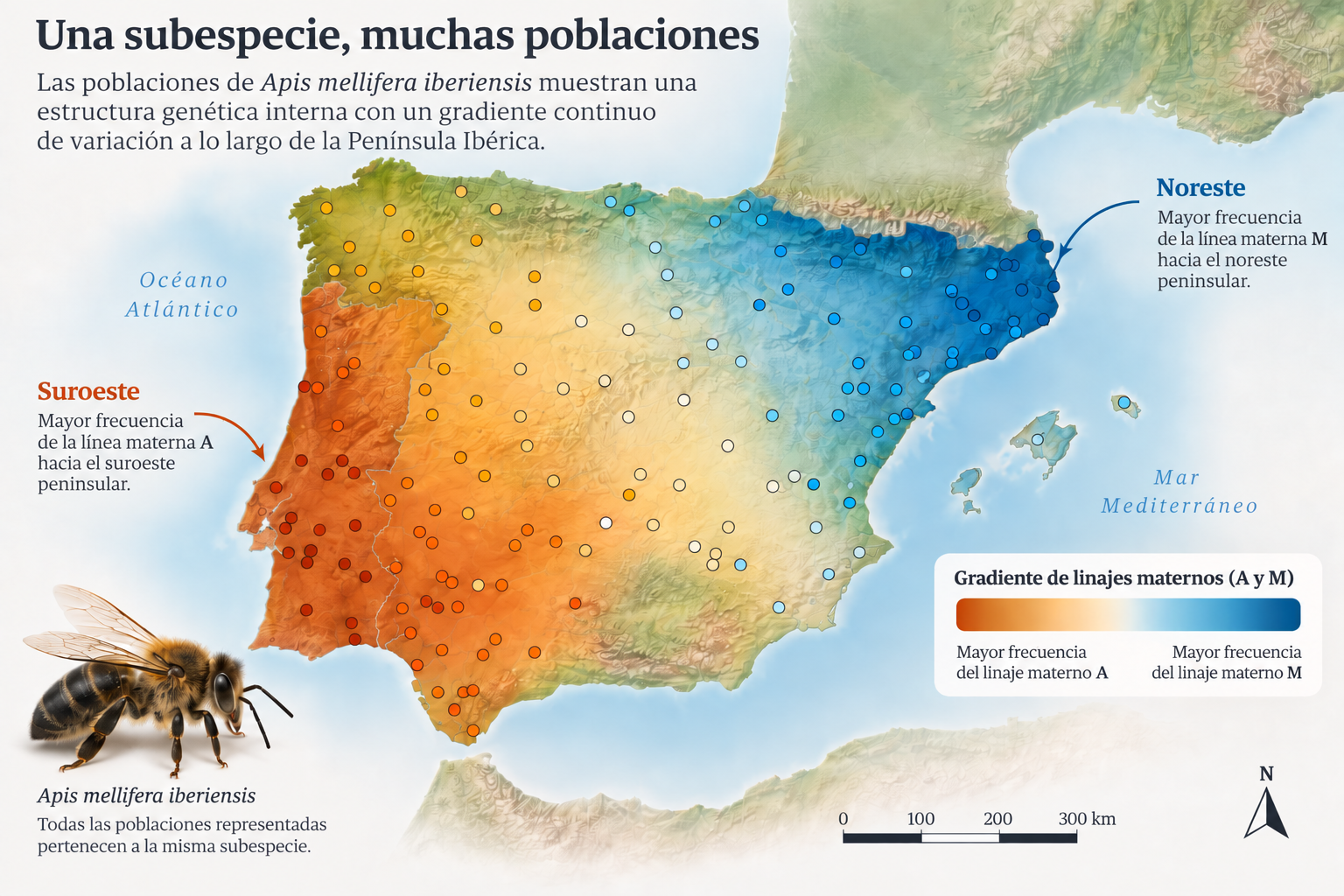 Mapa esquemático de la Península Ibérica mostrando mayor frecuencia del linaje materno A hacia el suroeste y del linaje M hacia el noreste en Apis mellifera iberiensis.