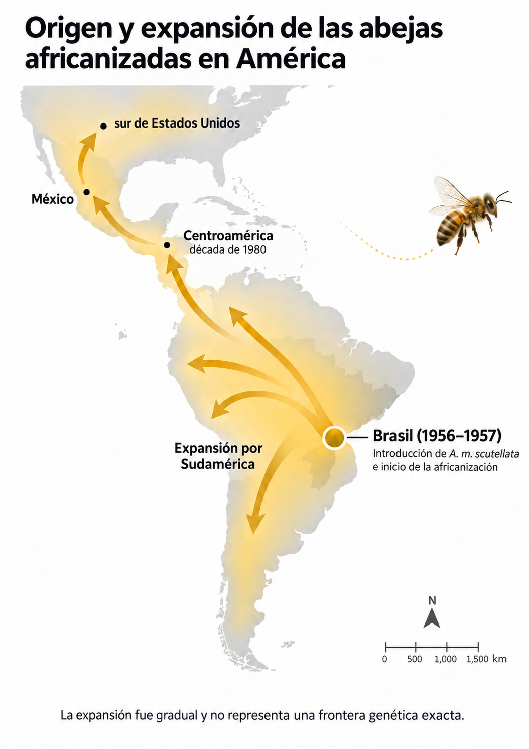 Mapa de América que muestra el origen de la africanización en Brasil y la expansión posterior de las abejas africanizadas por Sudamérica, Centroamérica, México y el sur de Estados Unidos.
