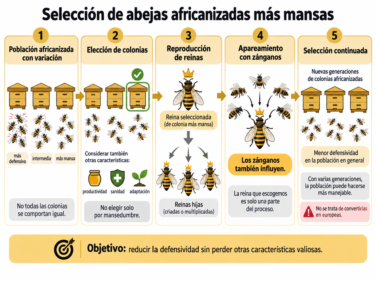 seleccion-abejas-africanizadas-mansas