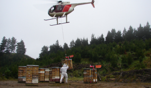 Transporte de colmenas con helicóptero para la producción de miel de manuka