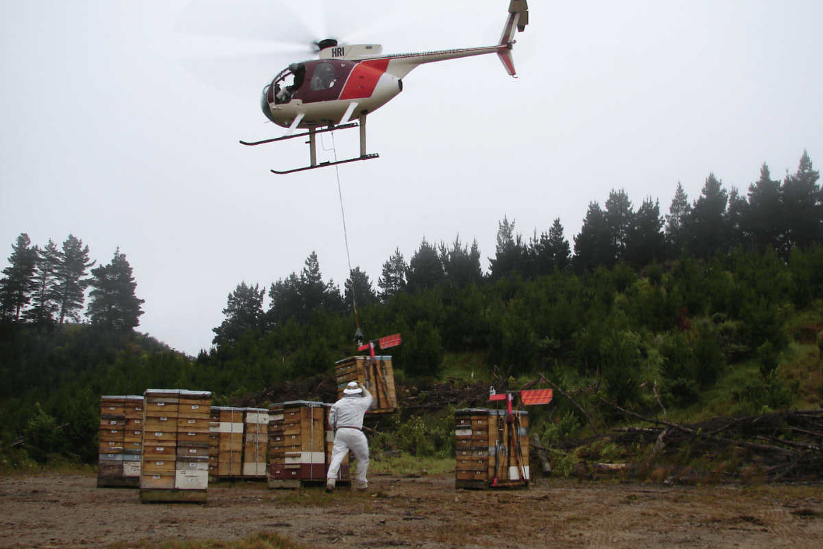 Transporte de colmenas con helicoptero en la apicultura en Nueva Zelanda